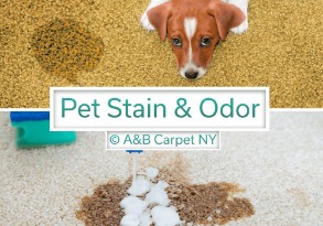 Pet Stain and Odor Removal - 