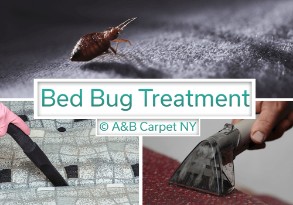 Bed Bug Treatment  - 